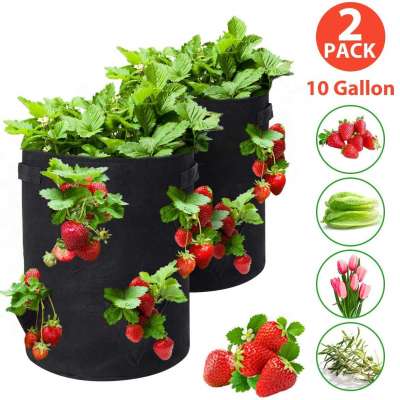 Strawberry Grow Bags